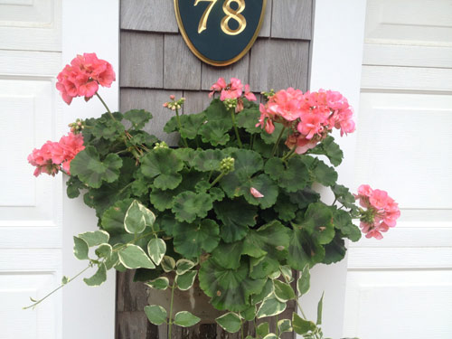 window-boxes-marthas-vineyard-small-feature